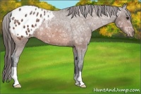Horse Color:Bay Ice Appaloosa 