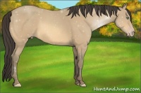 Horse Color:Amber Cream Champagne 