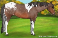 Horse Color:Bay Tobiano Varnish Rabicano