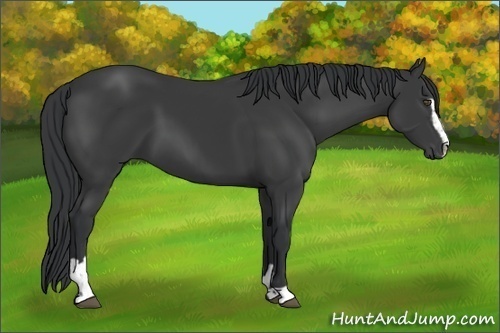 Horse Color:Black Sabino