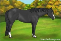 Horse Color:Black Sabino