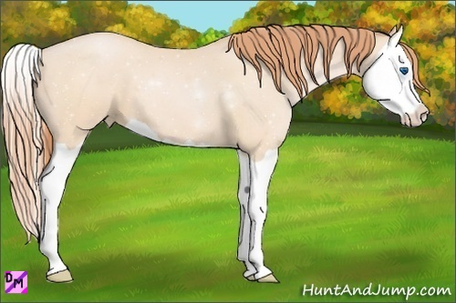 Horse Color:Buckskin Pearl Splash 