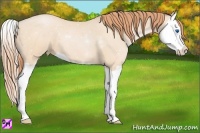 Horse Color:Buckskin Pearl Splash