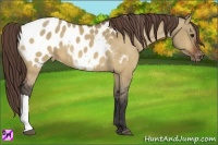 Horse Color:Bay Dun Appaloosa 