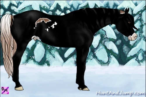 Horse Color:Chestnut Splash Tobiano 