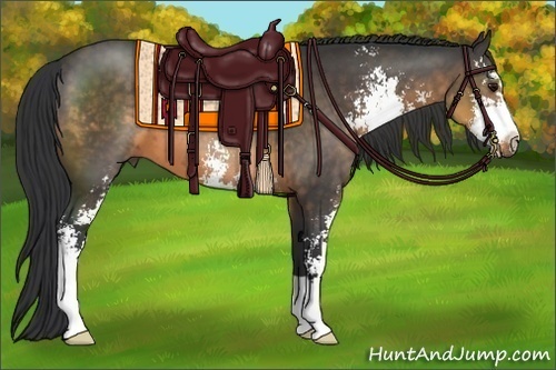 Horse Color:Buckskin Sabino