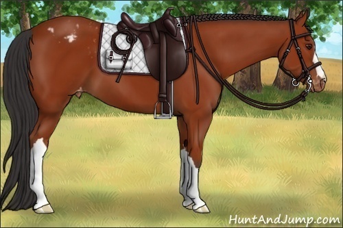 Horse Color:Bay Varnish 