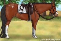 Horse Color:Bay Appaloosa 