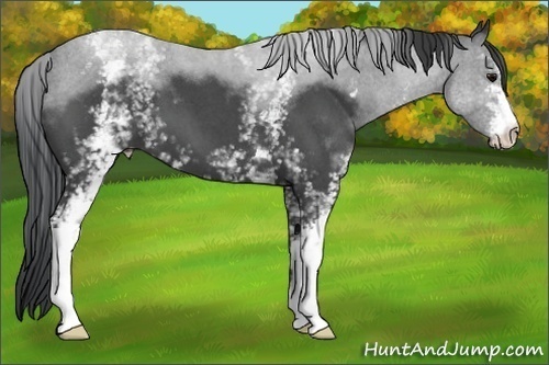 Horse Color:White Spotted Blue Roan 
