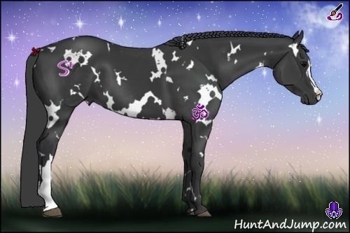 Horse Color:White Spotted Black 