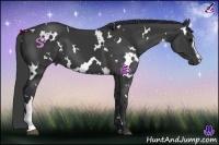 Horse Color:White Spotted Black