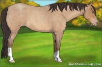 Horse Color:Amber Champagne Roan 