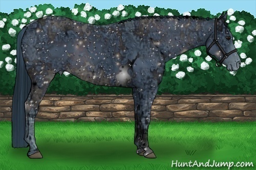 Horse Color:ERROR: UNKNOWN ANOMALY