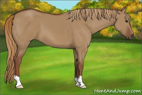 Horse Color:Unknown 