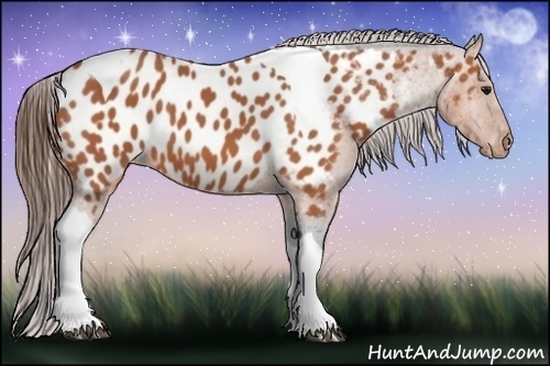 Horse Color:Bay Tobiano Appaloosa