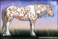 Horse Color:Bay Tobiano Appaloosa 