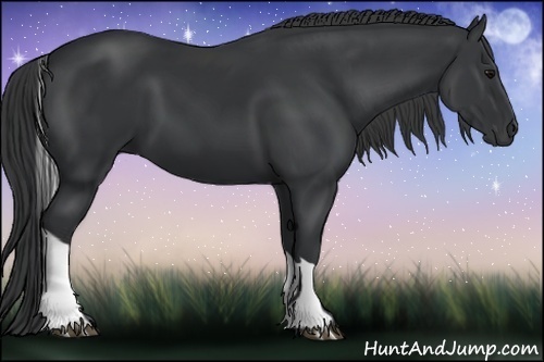 Horse Color:Black Tobiano 