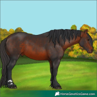 Horse Color:Bay 