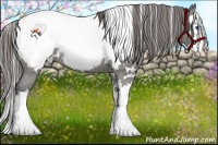 Horse Color:White Spotted Grullo Splash Appaloosa