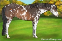 Horse Color:Brown Sabino