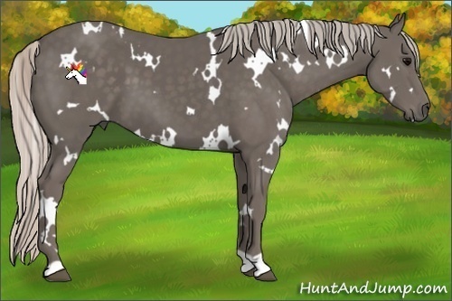 Horse Color:White Spotted Silver Black 