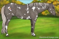 Horse Color:White Spotted Silver Black 