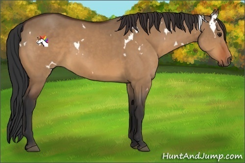 Horse Color:White Spotted Bay Dun Sabino 