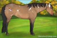 Horse Color:White Spotted Bay Dun Sabino