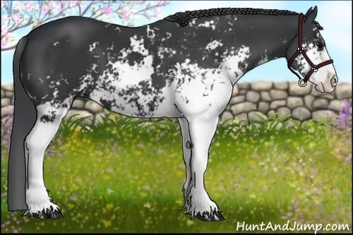 Horse Color:Black Sabino 