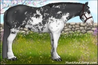Horse Color:Black Sabino