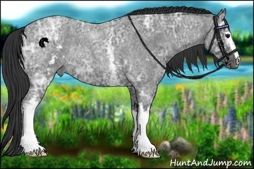 Horse Color:White Spotted Blue Ice Roan Rabicano 