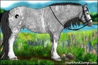 Horse Color:White Spotted Blue Ice Roan Rabicano