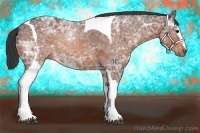 Horse Color:White Spotted Bay Ice Tobiano Rabicano