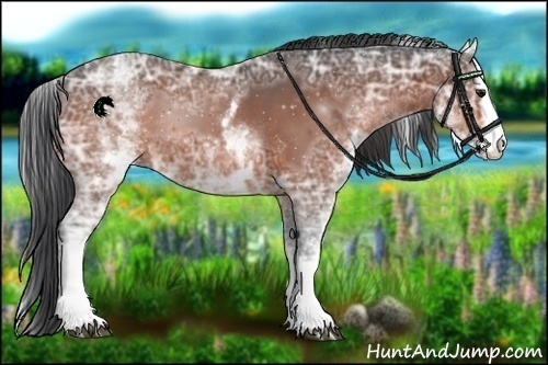 Horse Color:White Spotted Bay Ice Rabicano 