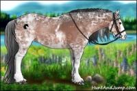 Horse Color:White Spotted Bay Ice Rabicano