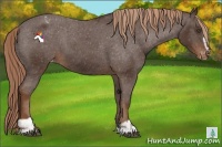Horse Color:Liver Chestnut Sabino Varnish