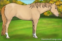 Horse Color:Gold Champagne