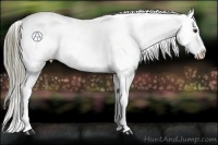Horse Color:Liver Red Dun Appaloosa 