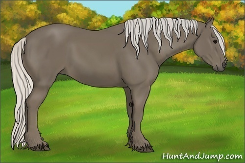 Horse Color:Silver Smoky Black