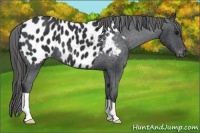 Horse Color:Black Near Leopard