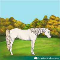 Horse Color:White Spotted Perlino Dun Tobiano
