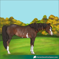 Horse Color:Liver Chestnut Rabicano 
