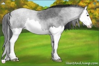 Horse Color:Blue Roan Splash 