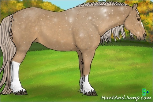 Horse Color:Palomino 