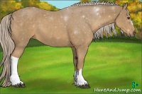 Horse Color:Palomino 