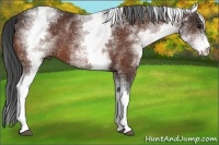 Horse Color:White Spotted Bay Rabicano