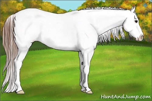 Horse Color:Brown Sabino Splash Snowflake Varnish Rabicano