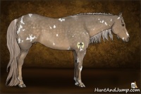 Horse Color:White Spotted Chocolate Palomino Roan