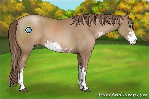 Horse Color:Black Pearl Sabino 