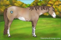 Horse Color:Black Pearl Sabino